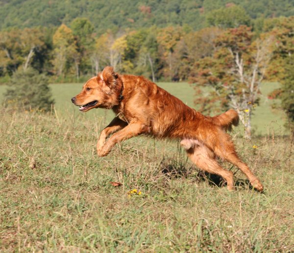 Hunting takeoff