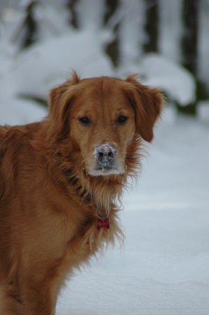 Ryder in snow