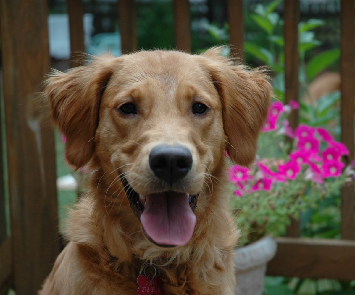 Ryder, 9 months, 2007