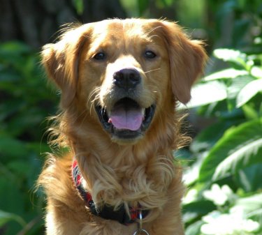 Ryder's 2-year-old portrait