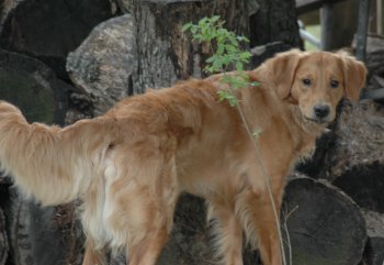 Ryder, 9 months, 2007