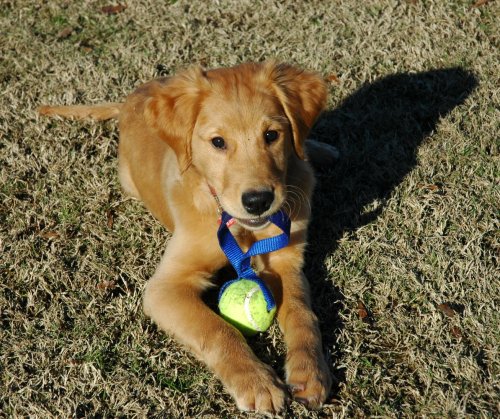 Puppy with toy