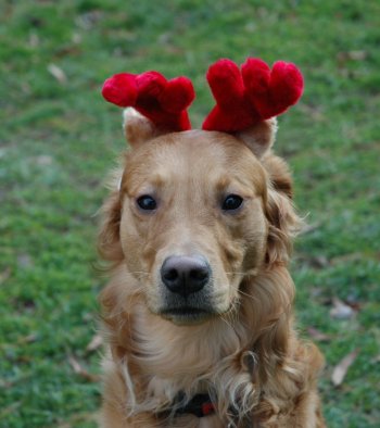 Ryder in reindeer horns