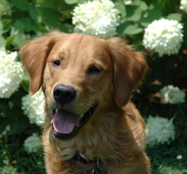 Ryder, 9 months, 2007