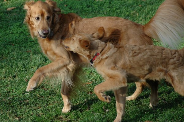 Puppy with grown friend