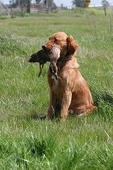 puppy with duck