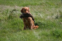 puppy with duck