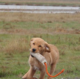 puppy retrieving