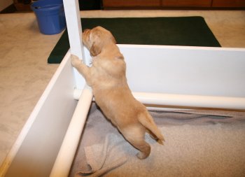 puppy standing up