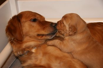 puppy with older dog