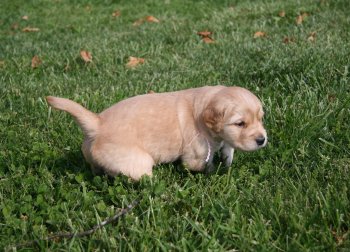 puppy in grass