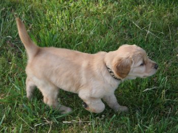 6 week old puppy