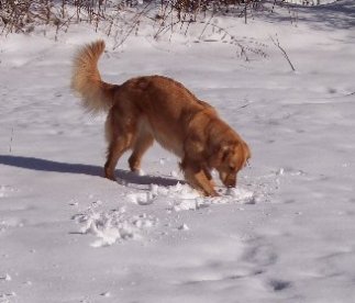 Sedona playing with snowballs