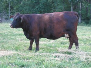 1st Cross Beefmaster