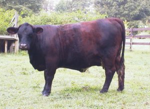 Brindle cow