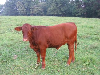 purebred heifer