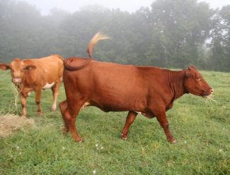 2004 purebred heifer