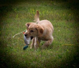 Shimmer doing a land retrieve