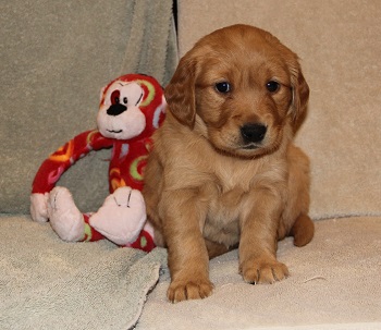 puppy, 5 weeks