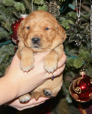 puppy at 3 weeks