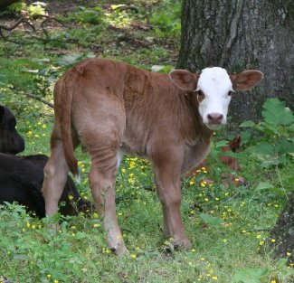 PB bull, 1 week