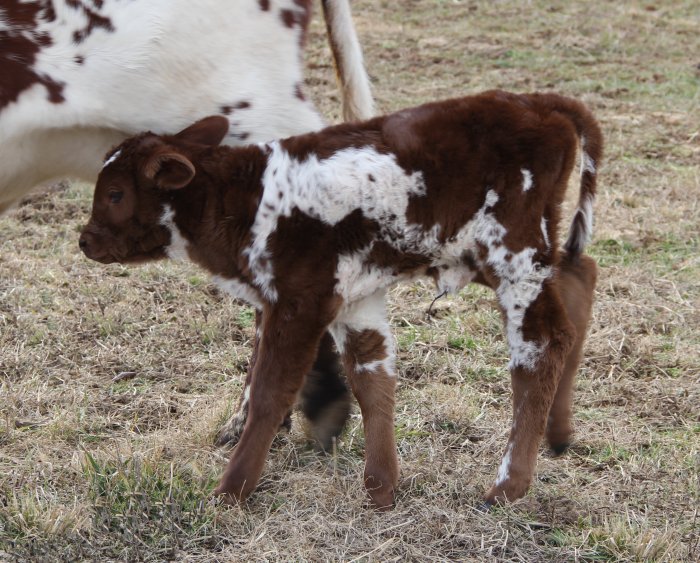 PB heifer, 6 weeks