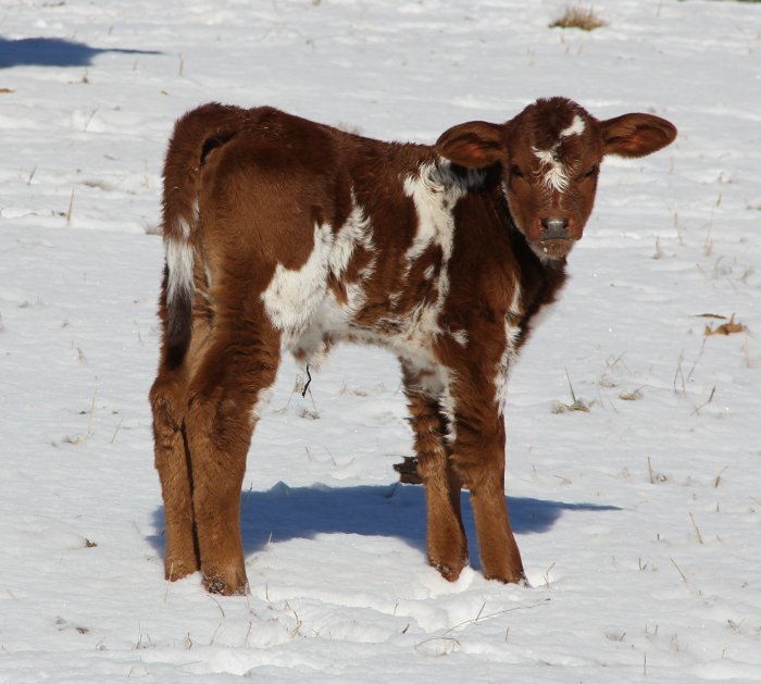 PB heifer, 6 months