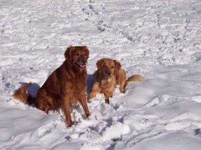 Sedona and Sundance in the snow