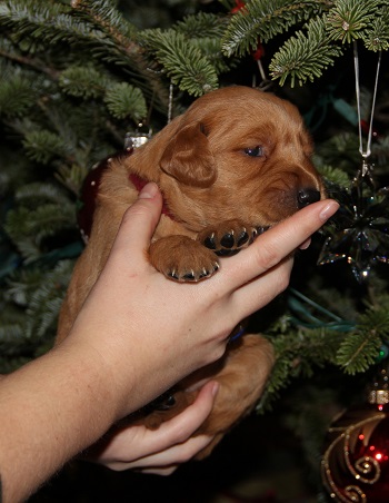 puppy at 3 weeks