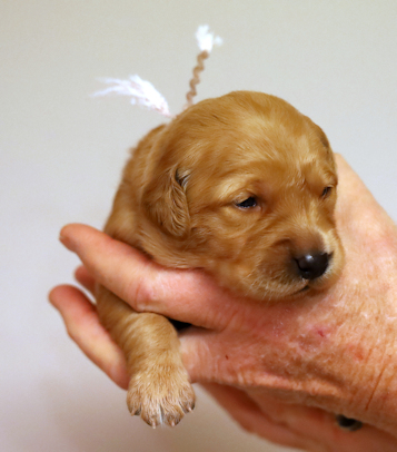 puppy at 2 weeks