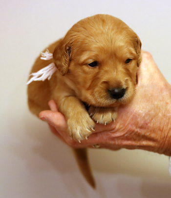 puppy at 3 weeks