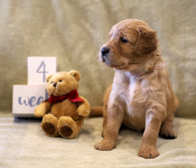 puppy at 4 weeks