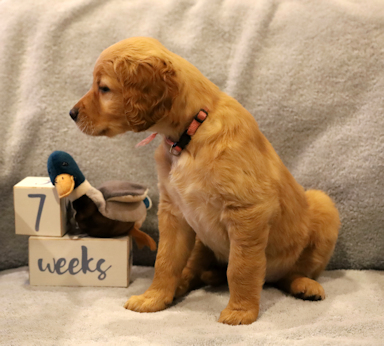 puppy at 7 weeks