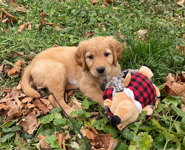 Tenny at 8 weeks