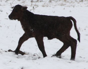 PB heifer, 10 days