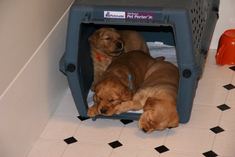 Puppies asleep in their pen