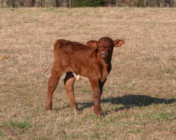 PB bull, 1 week
