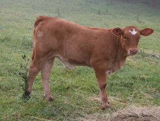 2x heifer, 2 months