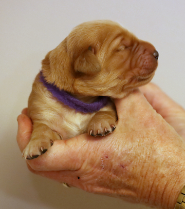 puppy at 1 week