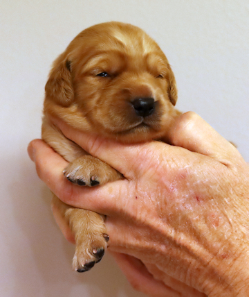 puppy at 2 weeks