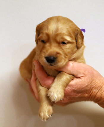 puppy at 3 weeks