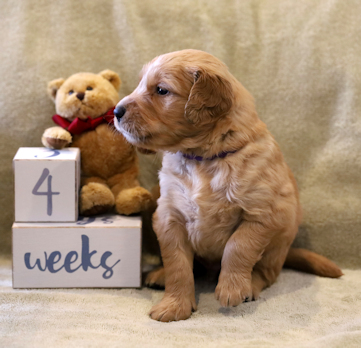 puppy at 4 weeks