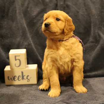 puppy at 5 weeks