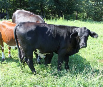 PB heifer, 6 months