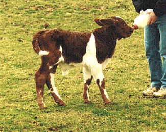 Purebred bull, 1 week