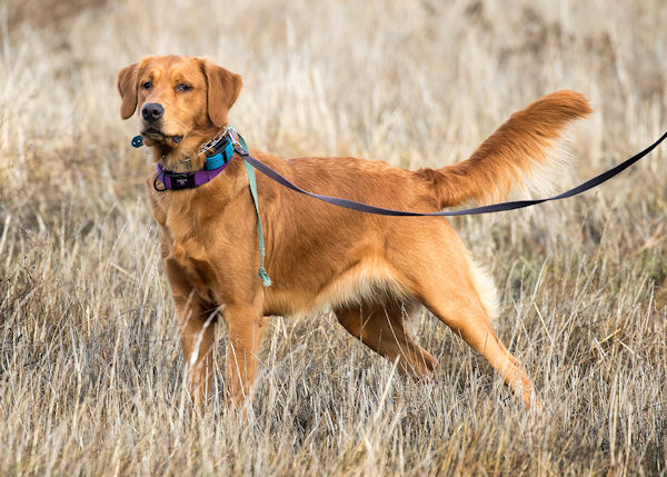 Violet in the field