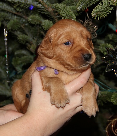 puppy at 3 weeks