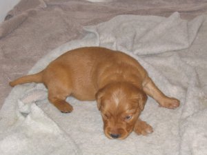 puppy at 3 weeks