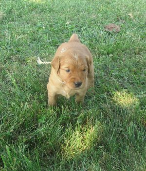 puppy outside