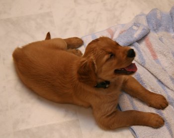 girl puppy